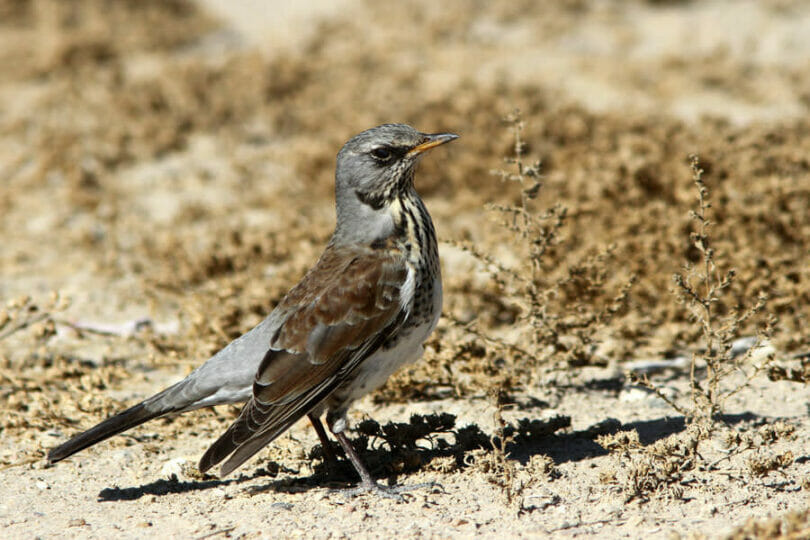 Fieldfare standing on ground