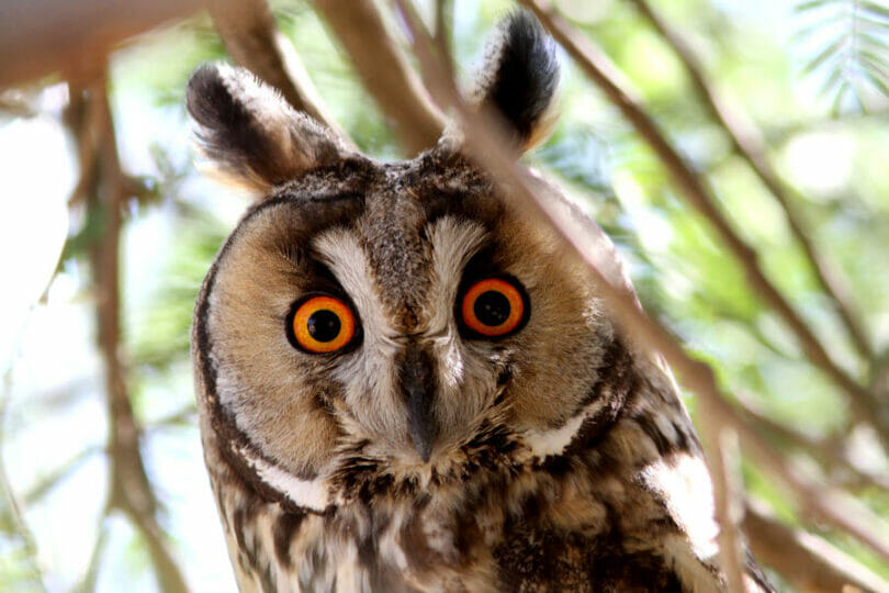 Long-eared Owl portrait