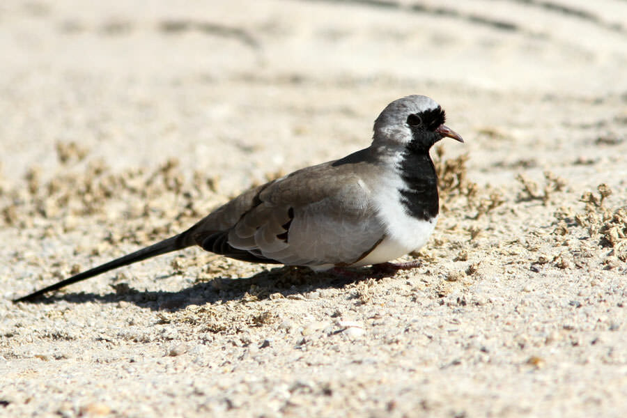 Namaqua Dove sitting on the ground