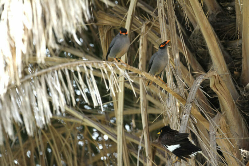 two Bank Mynas perched on a date palm leaf