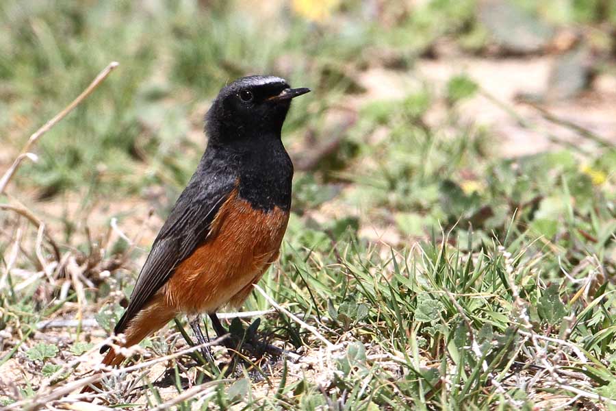 Central Asian Black Redstart standing on the ground