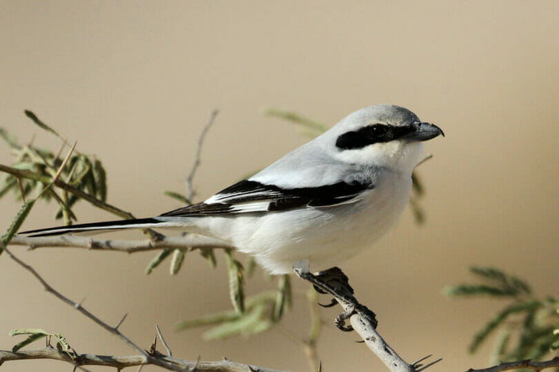 Great Grey Shrike perched on a tree branch