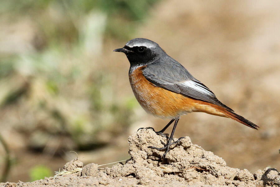 Ehrenberg's Redstart standing on the ground