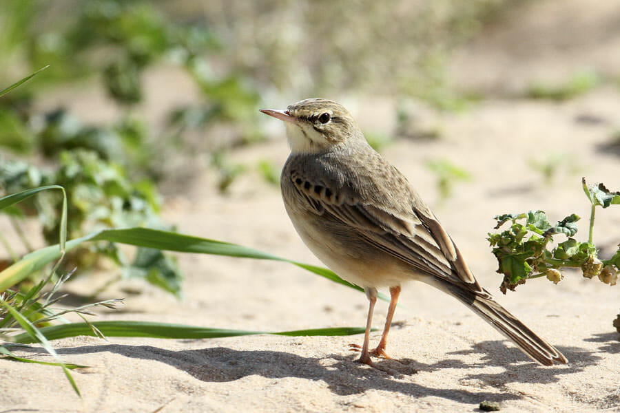 Tawny Pipit standing on the ground