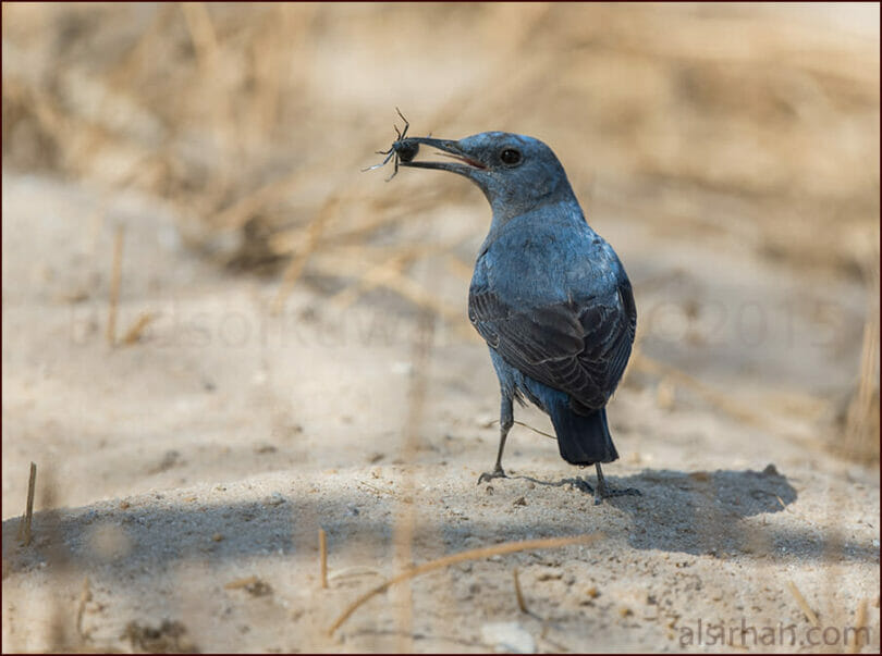 Blue Rock Thrush standing on ground with a beetle in its beak
