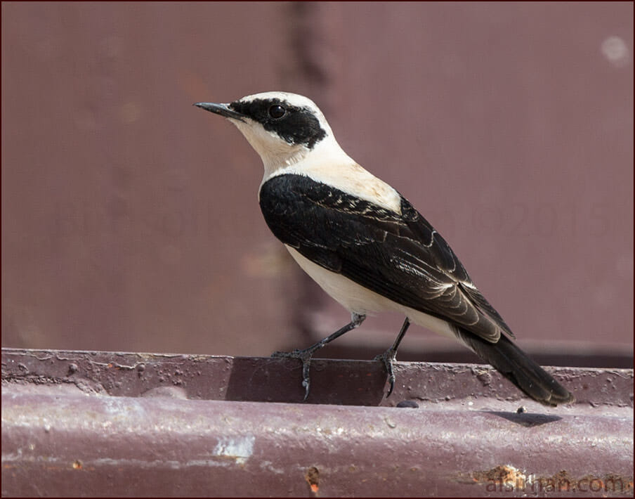 Eastern Black-eared Wheatear Oenanthe (hispanica) melanoleuca