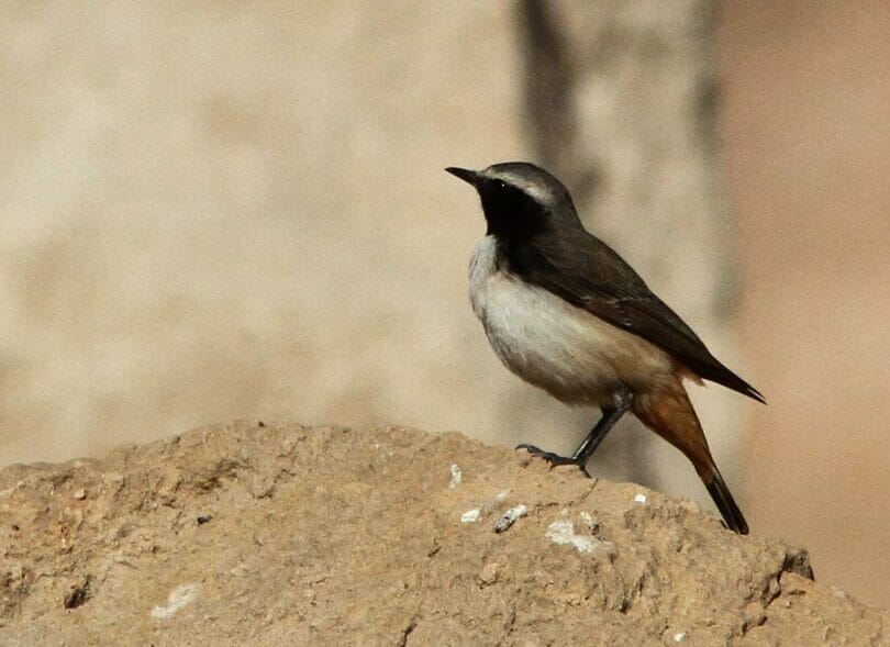 Kurdish Wheatear perching on a sand bar