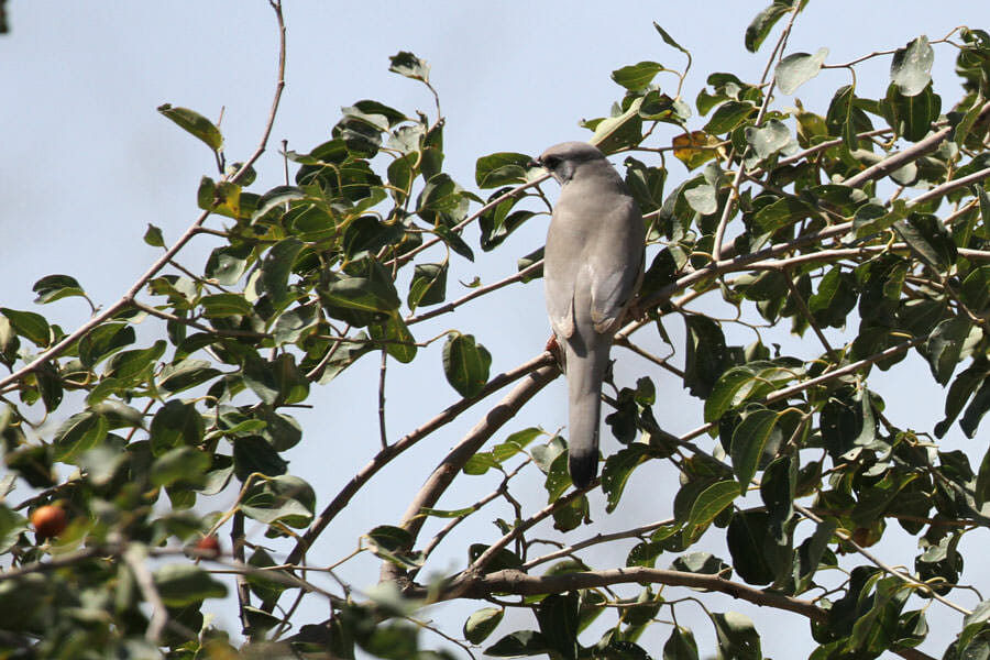 Hypocolius perched on top of a tree