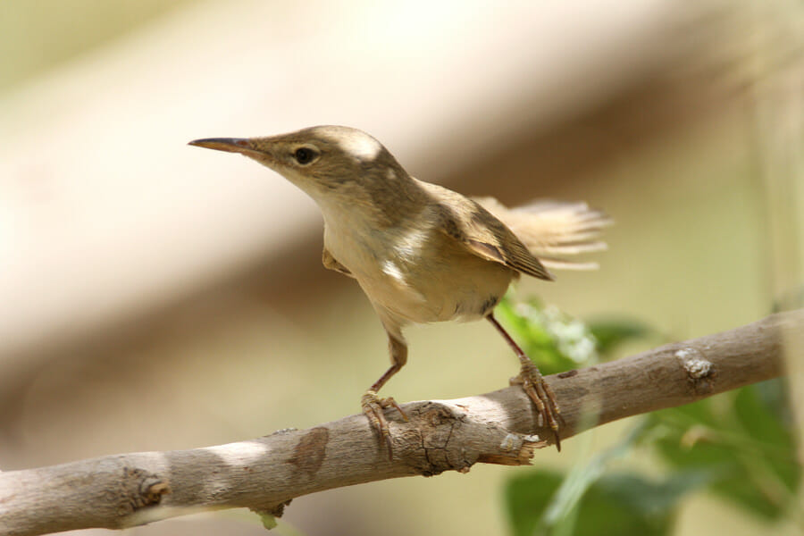 Basra Reed Warbler perched on a tree branch