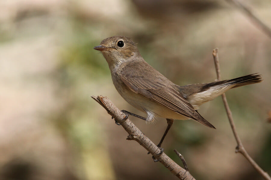 Red-breasted Flycatcher perched on a tree branch