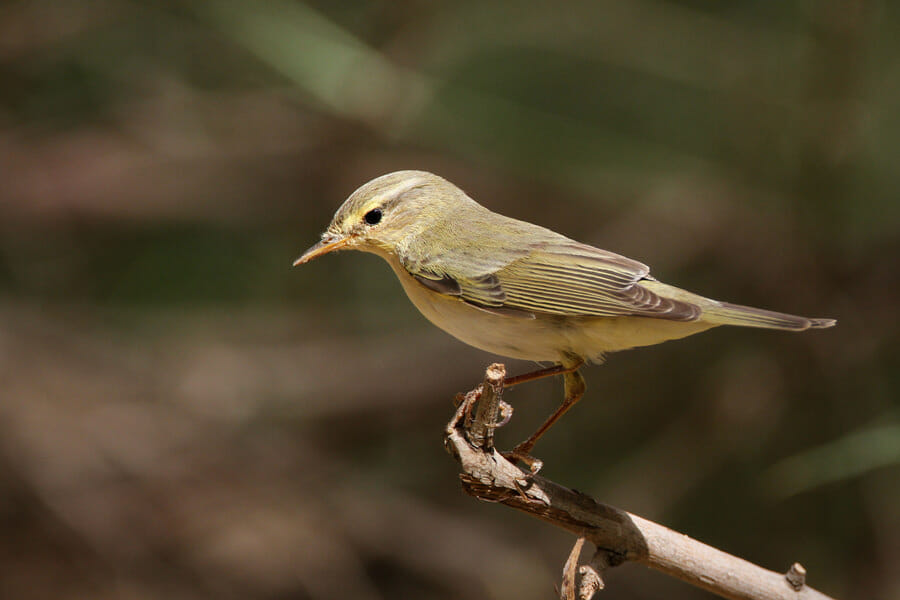 Willow Warbler perched on a tree branch