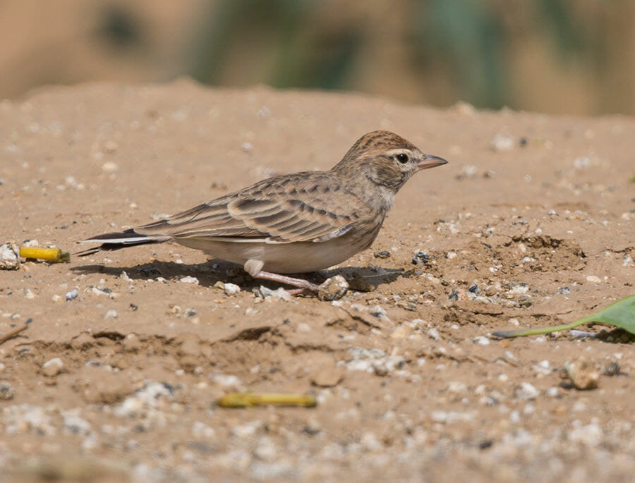 Blanford’s Short-toed Lark perched on the ground