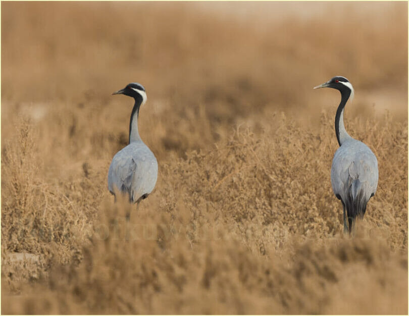 Two Demoiselle Cranes perched on a tree branch