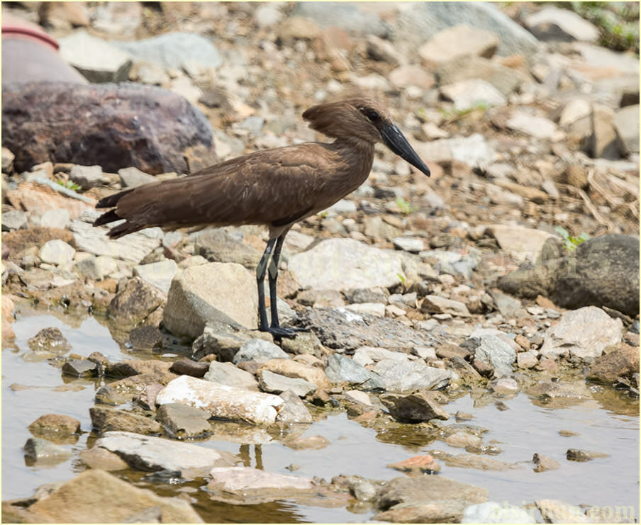 Hamerkop standing near water