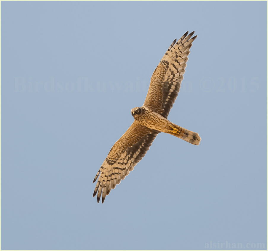 Pallid Harrier adult female in flight