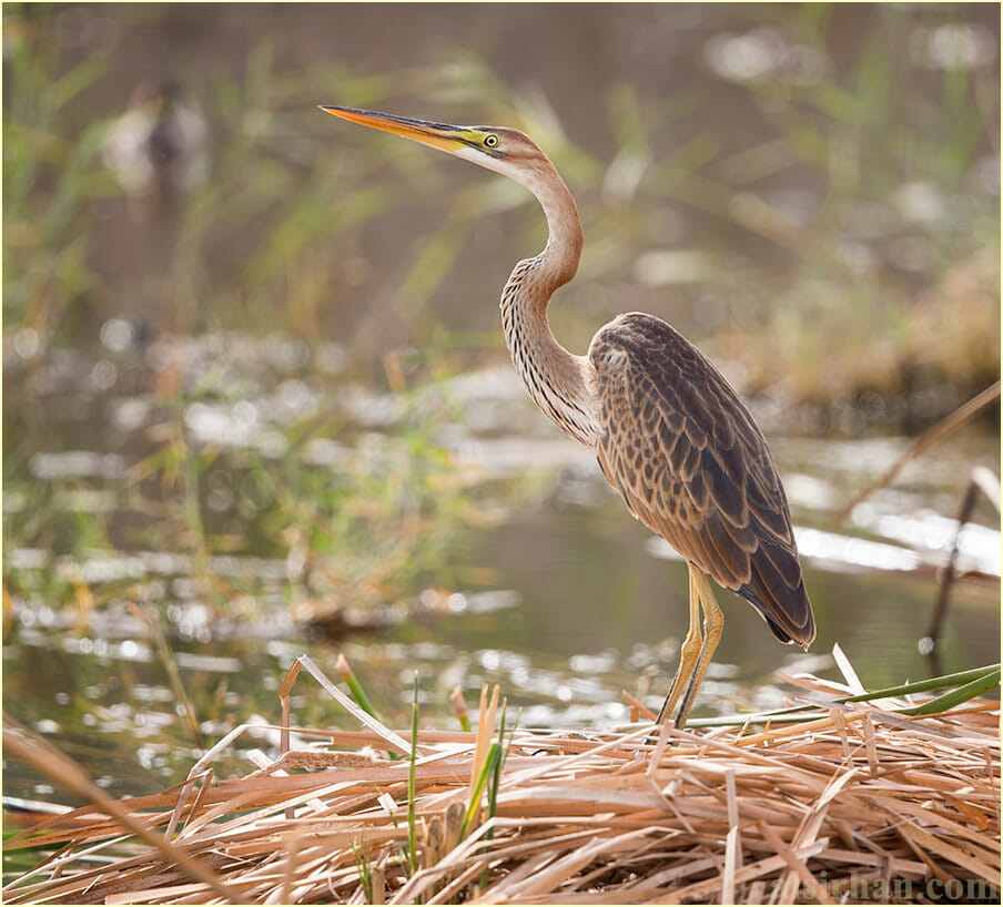 Purple Heron pertained on haystack