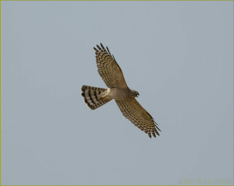 Asian Shikra in flight