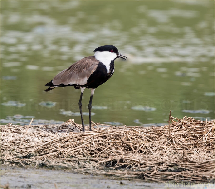 Spur-winged Lapwing - Vanellus spinosus