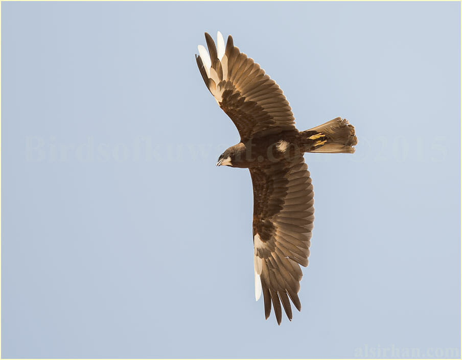 Western Marsh Harrier in flight