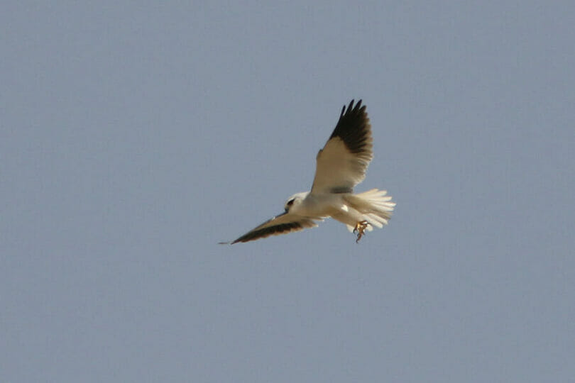 Black-winged Kite in flight