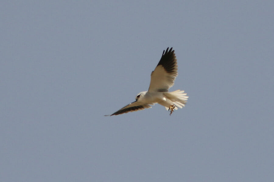 Black-winged Kite Elanus caeruleus