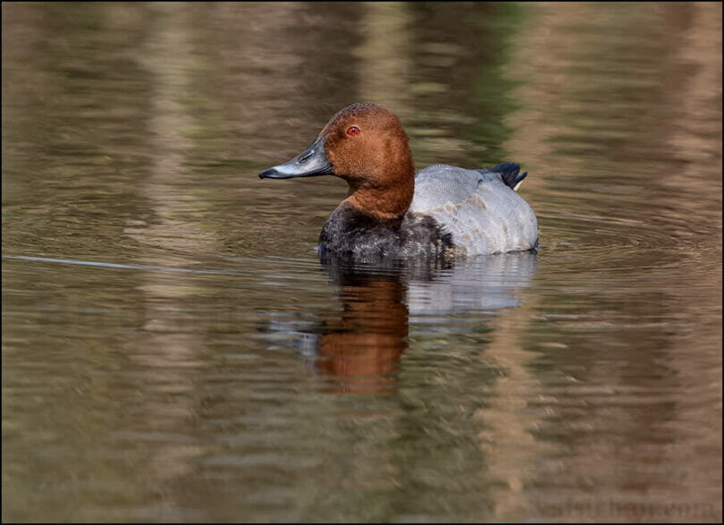 Common Pochard swimming in water