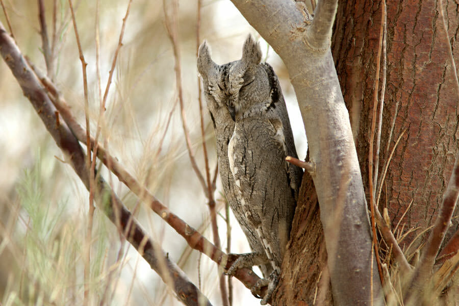Pallid Scops Owl perched on a tree branch