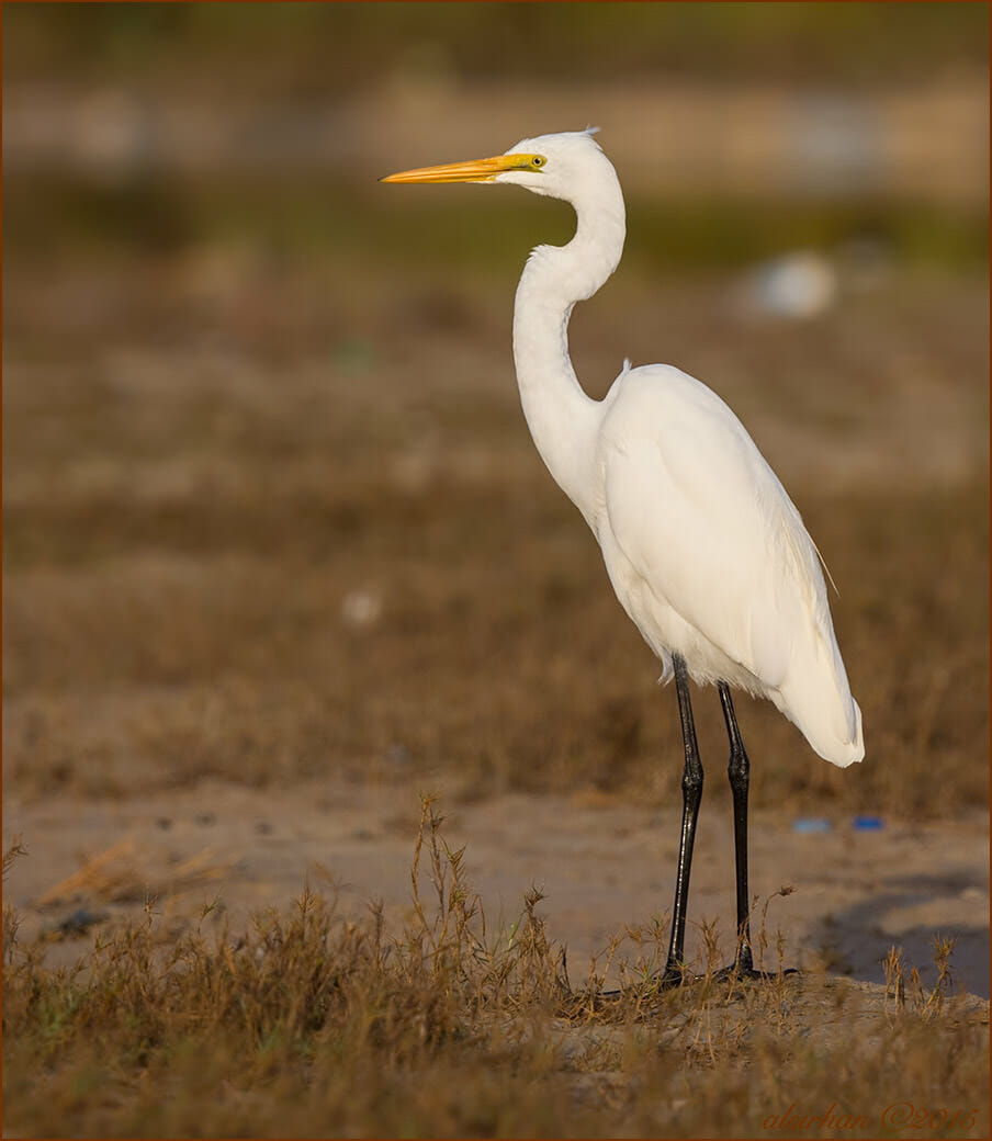 Intermediate Egret (Mesophoyx intermedia)