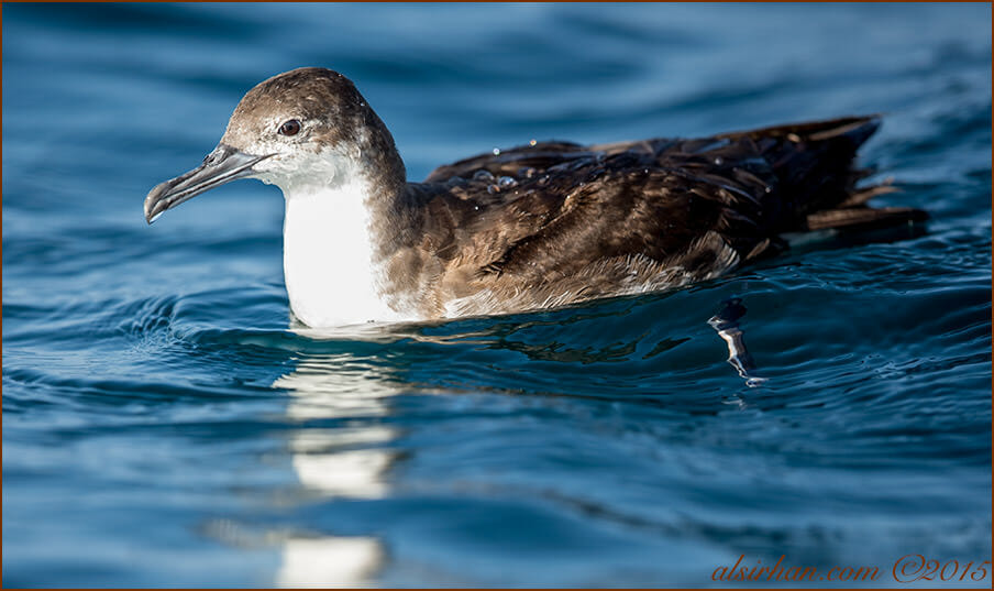 Persian Shearwater (Puffinus persicus)