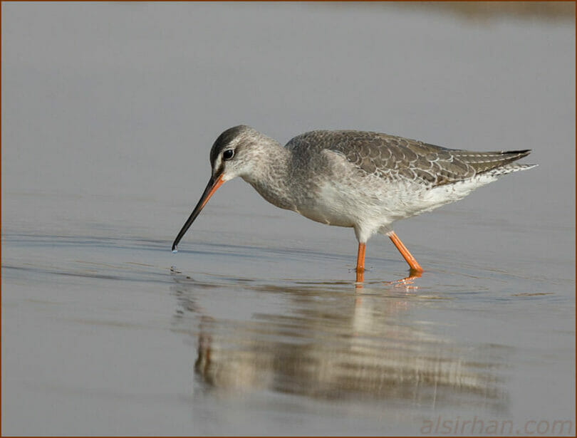 Spotted Redshank feeding in water
