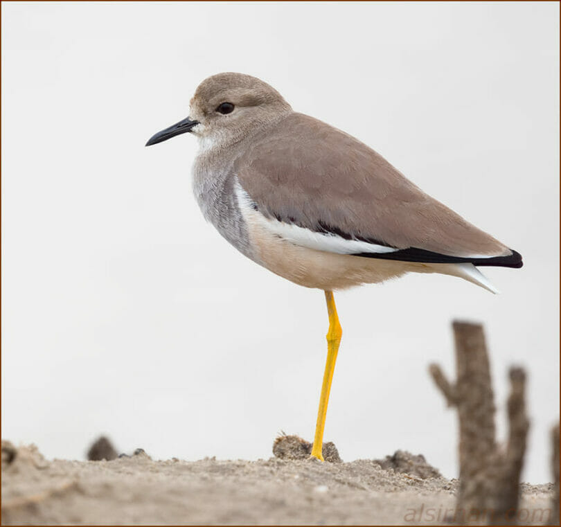 White-tailed Lapwing standing near water