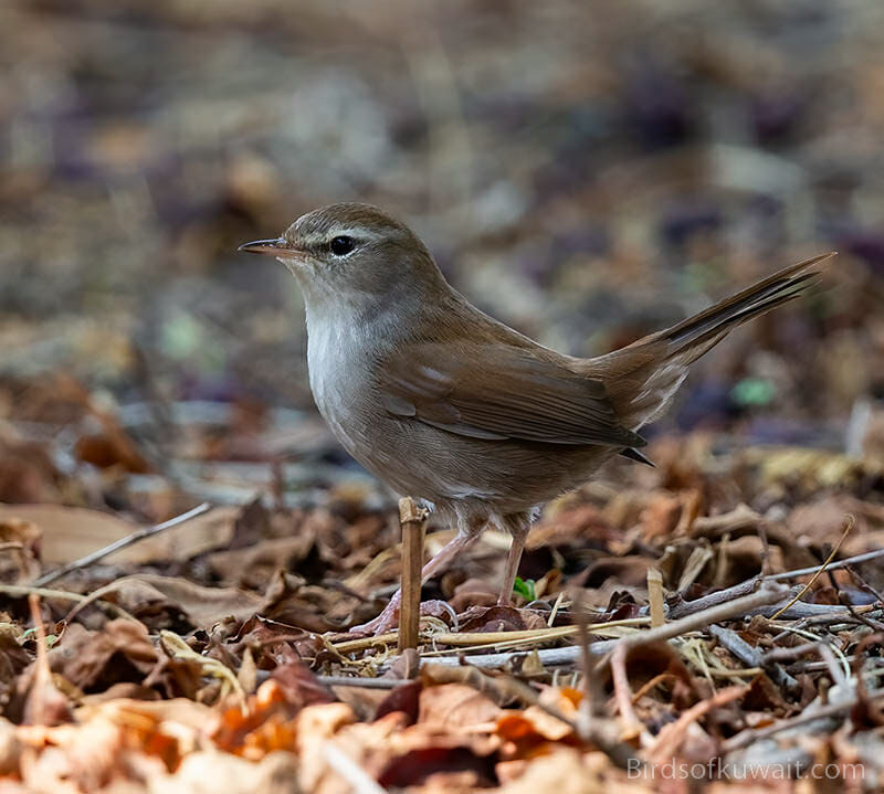 Cetti's Warbler Cettia cetti