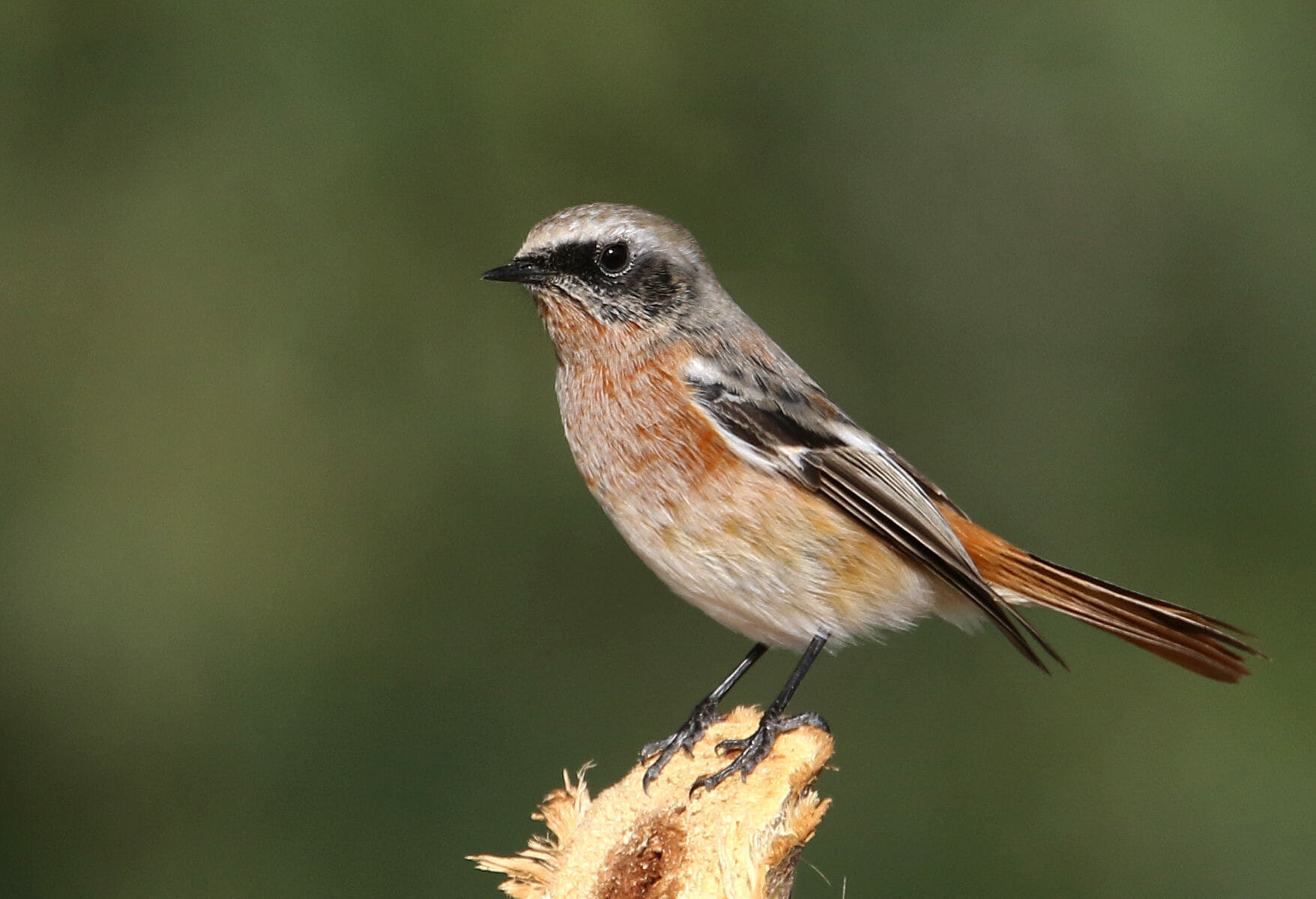 Eversmann’s Redstart perched on a stick