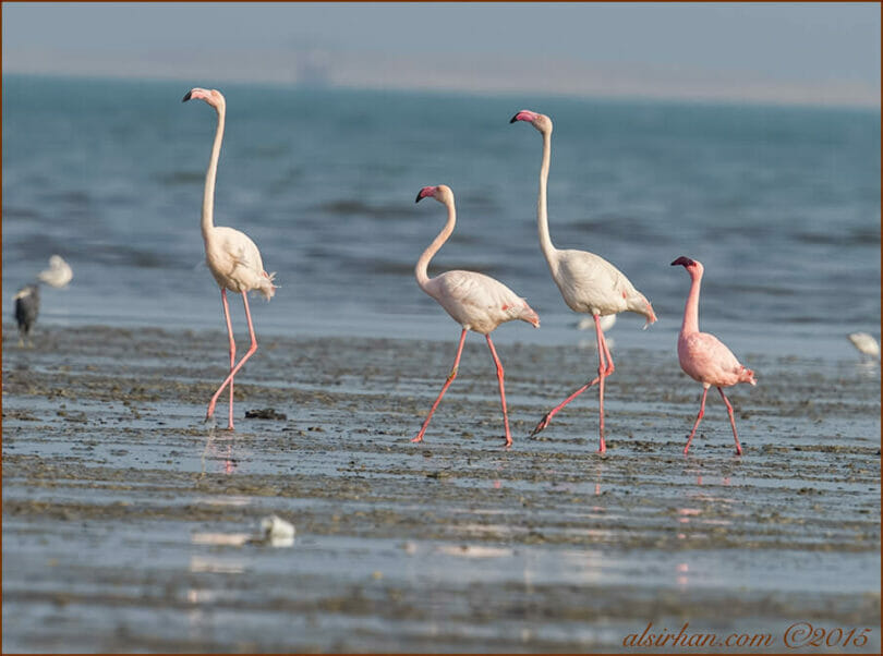 Lesser Flamingo standing on the ground near water with Greater Famingos