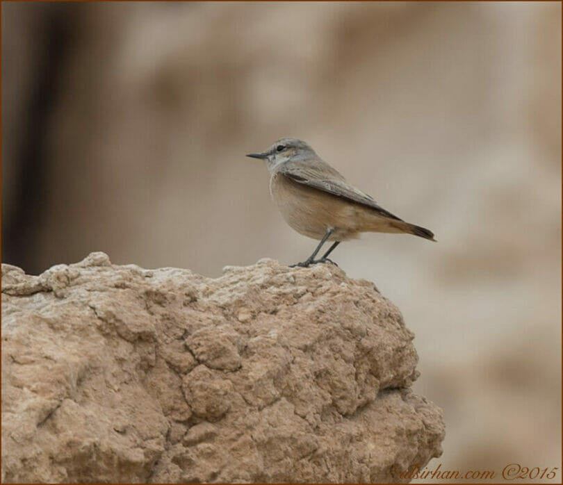 Red-tailed Wheatear perched on a mound