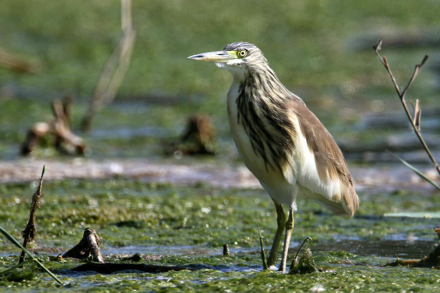 Indian Pond Heron standing in water