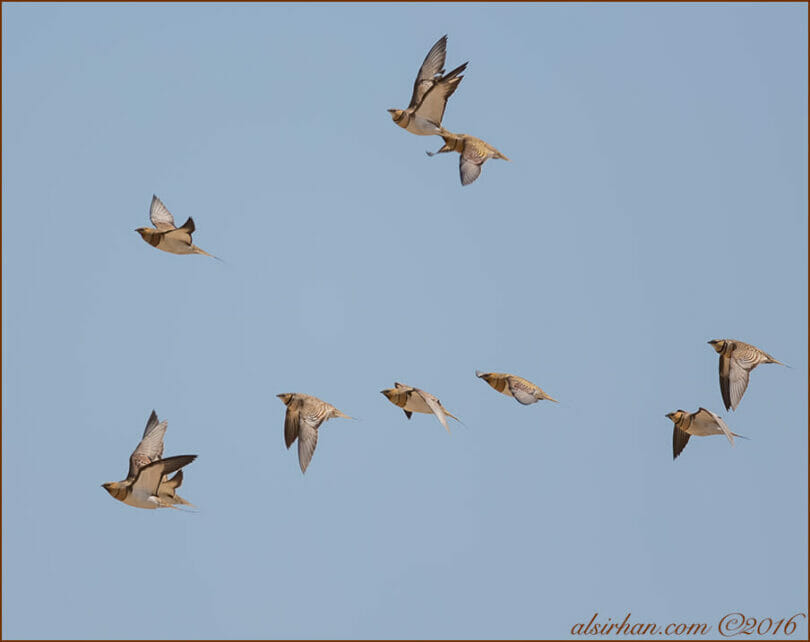 Pin-tailed Sandgrouse in flight