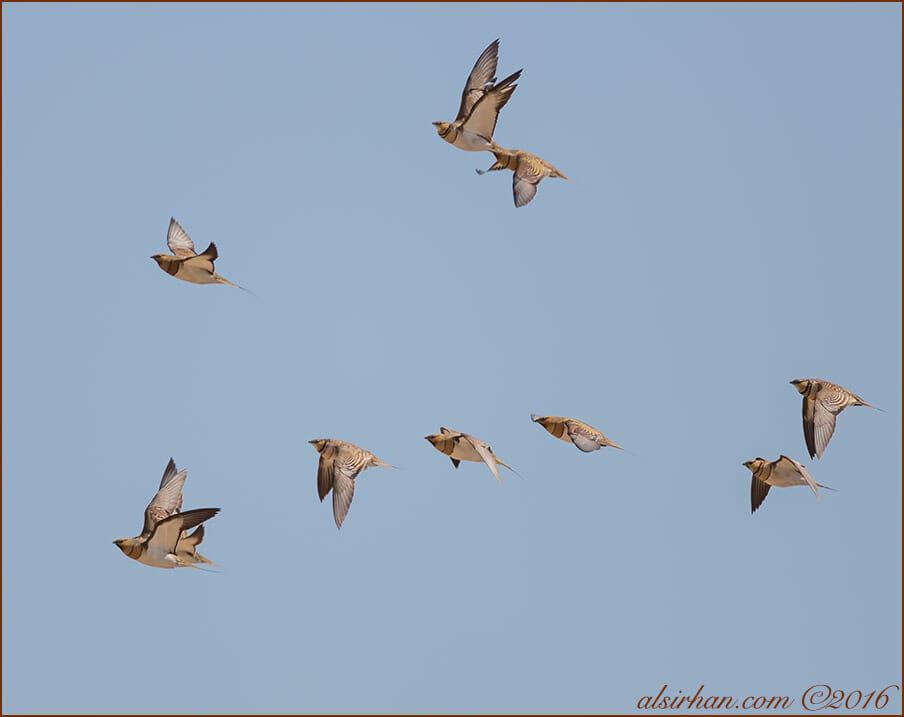 Pin-tailed Sandgrouse in flight