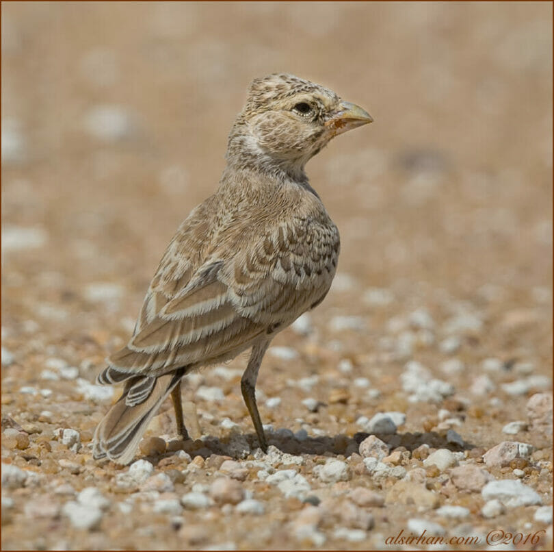 Juvenile Black-crowned Sparrow-Lark standing on the ground
