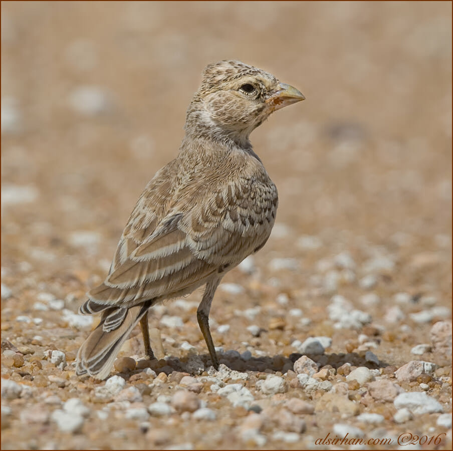 Juvenile Black-crowned Sparrow-Lark standing on the ground