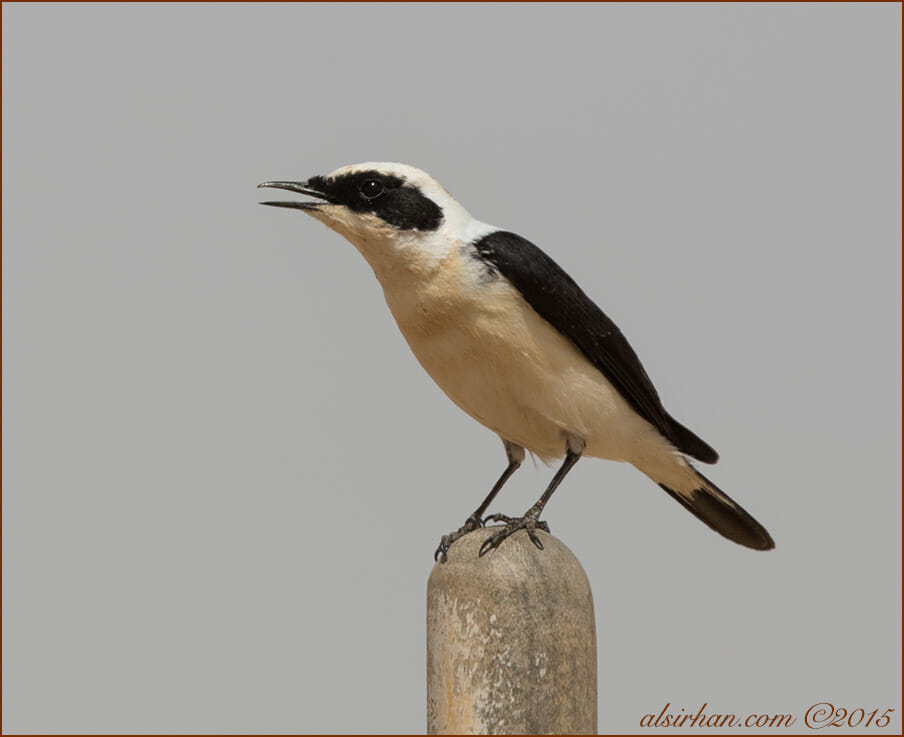 Eastern Black-eared Wheatear Oenanthe (hispanica) melanoleuca