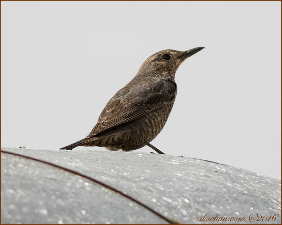 Blue Rock ThrushMonticola solitarius