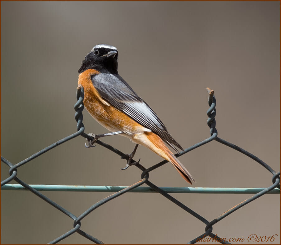 Common Redstart Phoenicurus phoenicurus samamisicus
