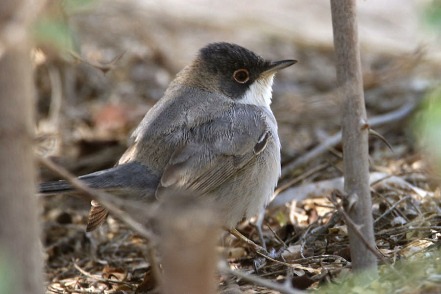 Ménétries’s Warbler standing on the ground