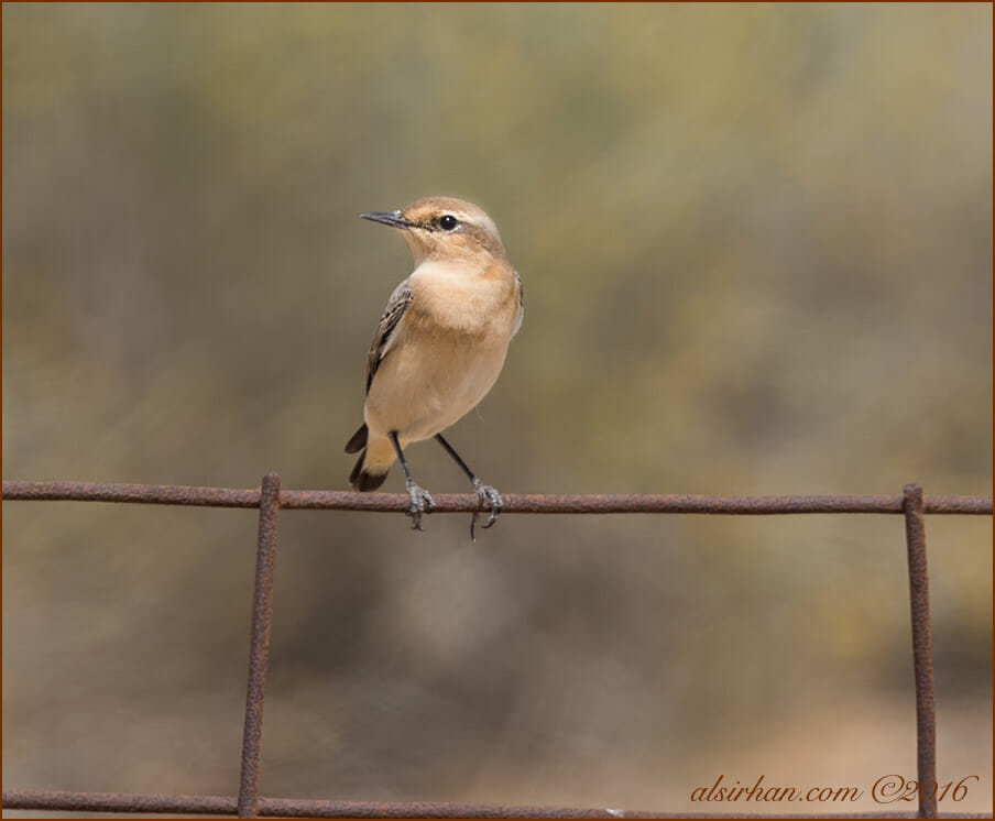 Northern Wheatear Oenanthe oenanthe
