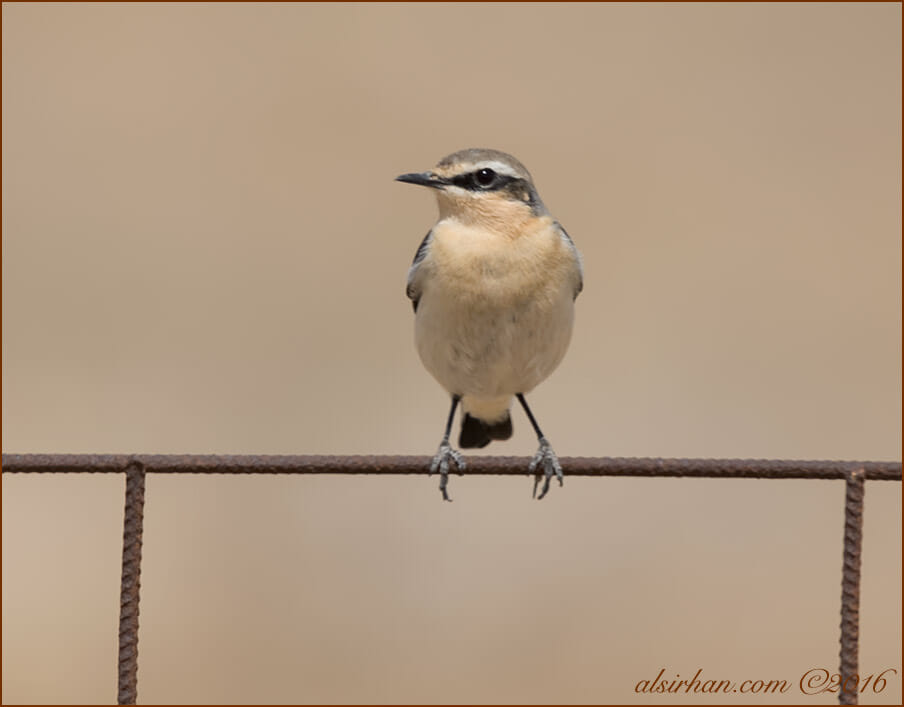 Northern Wheatear Oenanthe oenanthe