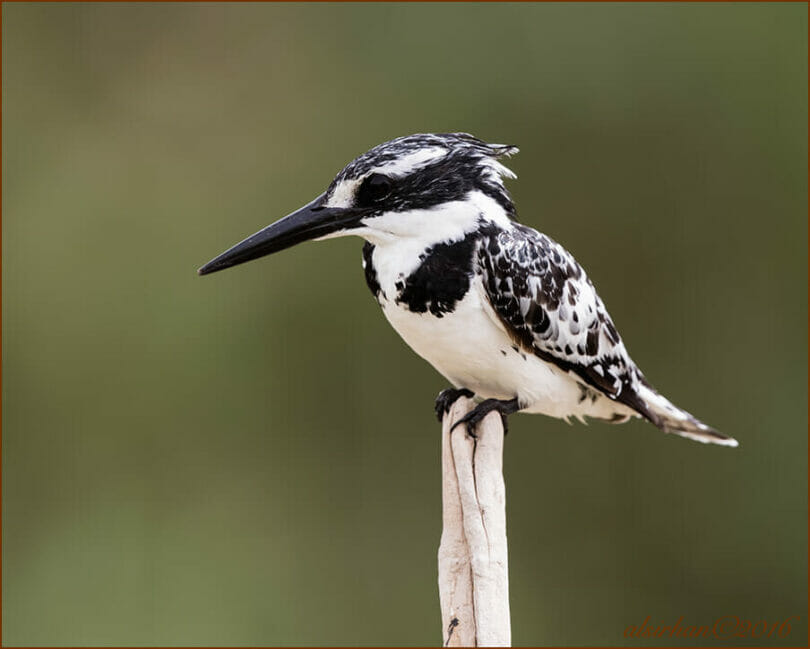 Pied Kingfisher perched on a stick