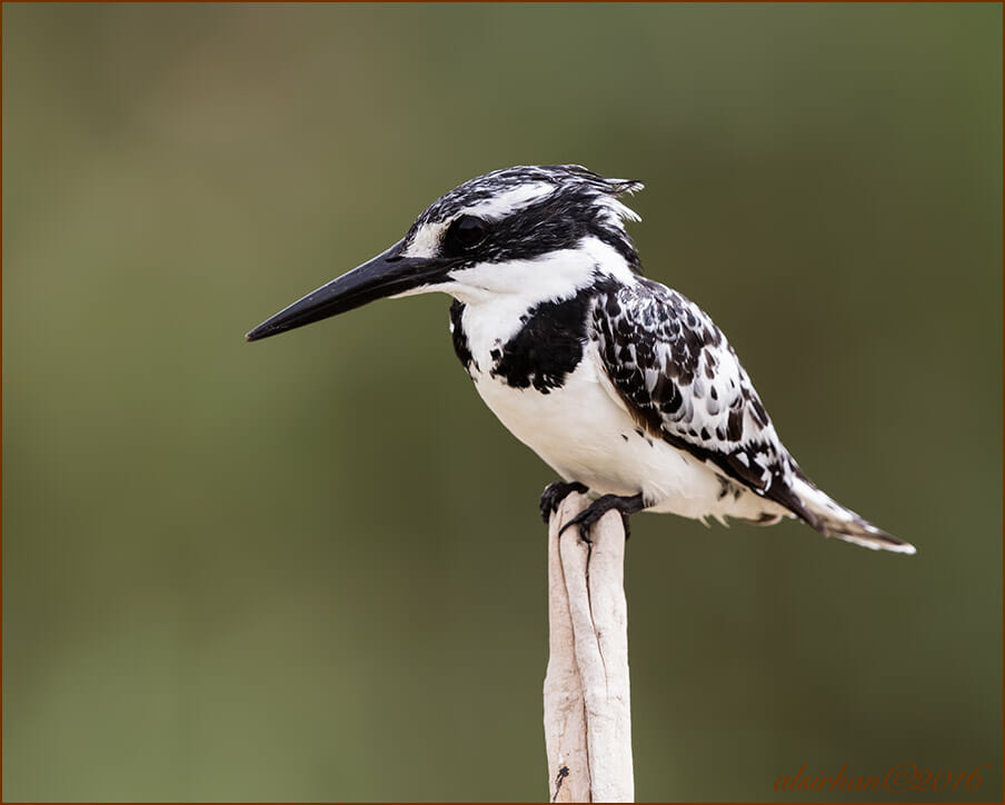Pied Kingfisher perched on a stick