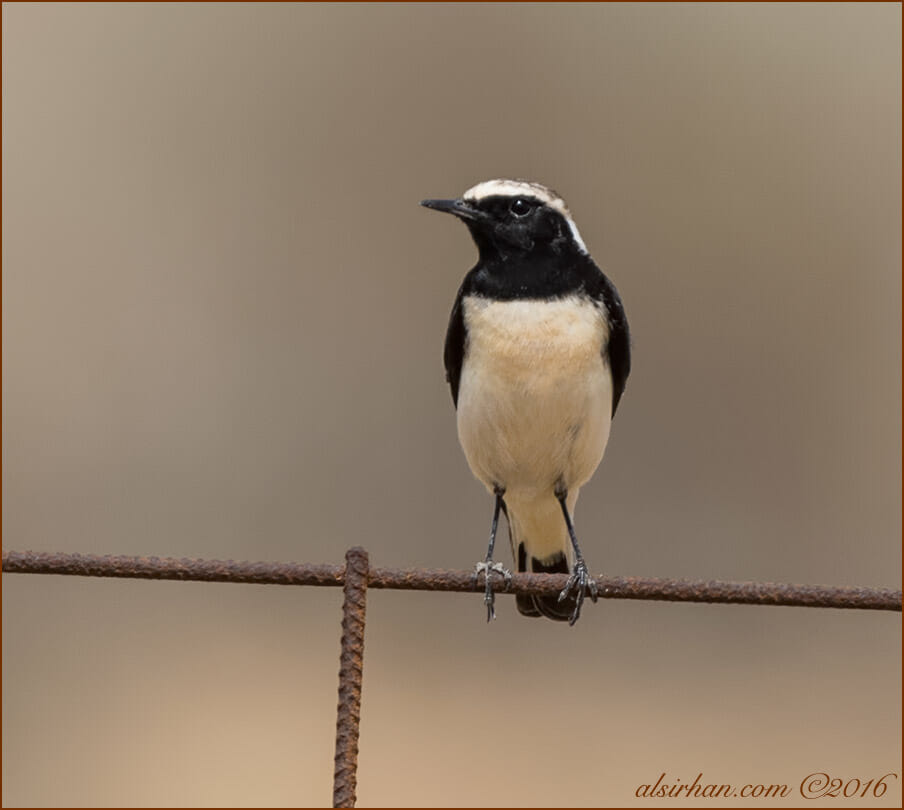 Pied Wheatear Oenanthe pleschanka