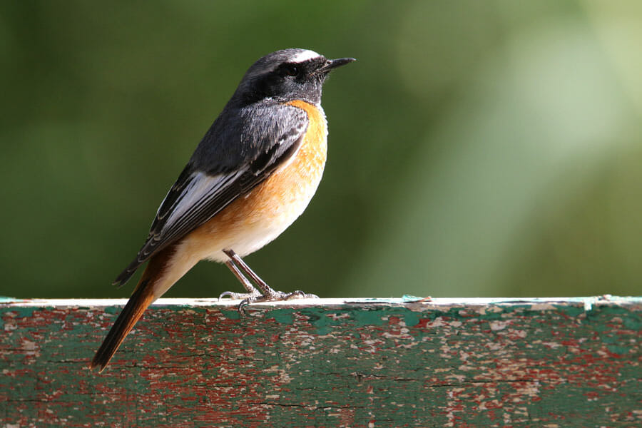 Ehrenberg's or Common Redstart standing on wood